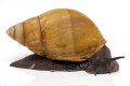 Archachatina marginata icterica Nigeria adult